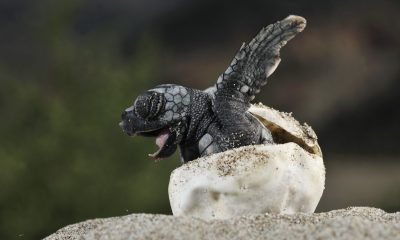 First Baby Leatherback Turtle Hatches in Southern Thailand