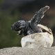 First Baby Leatherback Turtle Hatches in Southern Thailand