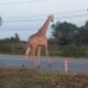Giraffe on the Run