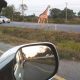 giraffe thailand