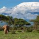 10 Reasons Every Thai Must Go on an African Safari