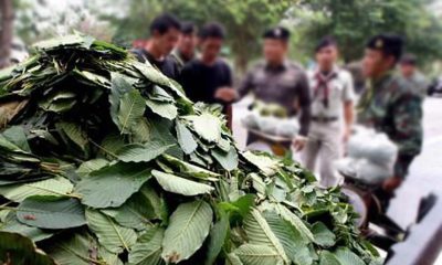 legal ,leaf, kratom, thailand , aditction