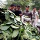 legal ,leaf, kratom, thailand , aditction