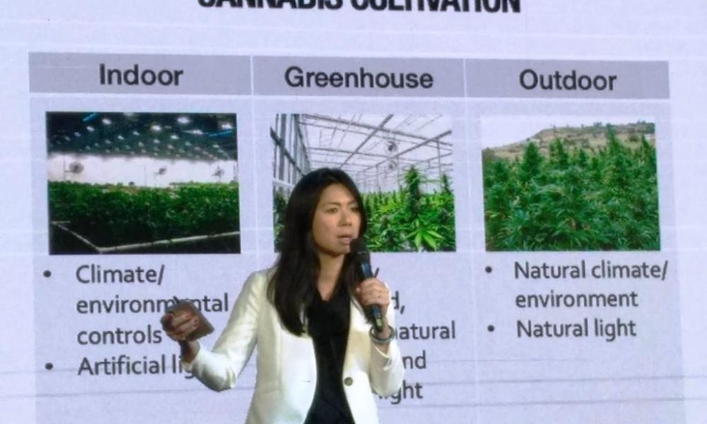 cannabis Thailand