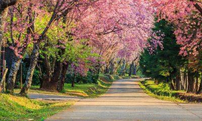 cherry blossoms in Chiang Rai