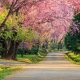 cherry blossoms in Chiang Rai
