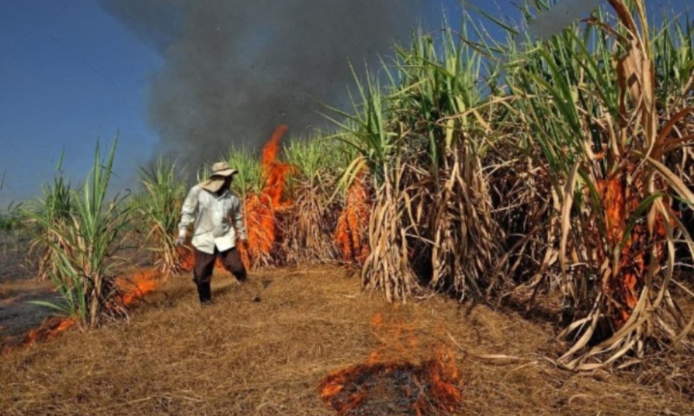 Sugarcane Burning in Eastern Thailand Worsens Air Quality