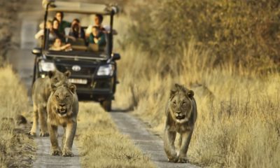 10 Reasons Every Thai Must Go on an African Safari