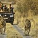 10 Reasons Every Thai Must Go on an African Safari