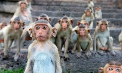 food supply monkeys