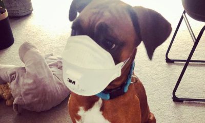 dogs coronavirus