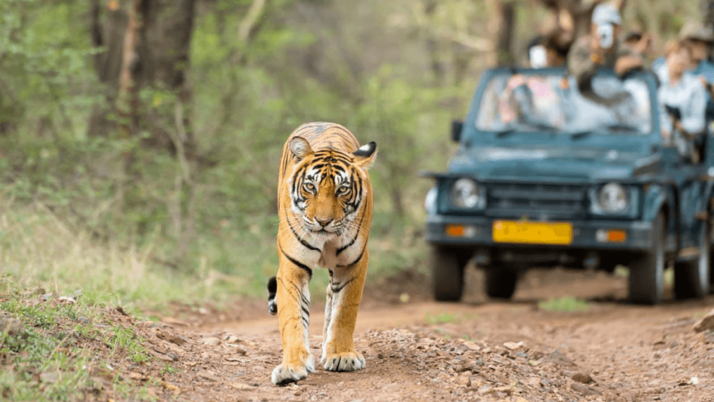 wildlife sanctuaries in india