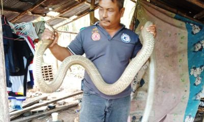 King Cobra snake- CTN News
