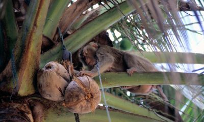 monkeys pick coconuts