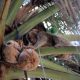 monkeys pick coconuts