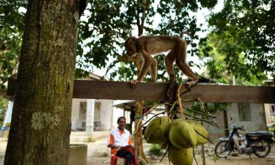 Coconut milk exports off, blame the monkeys