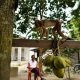 Coconut milk exports off, blame the monkeys