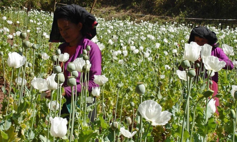 Opium Myanmar