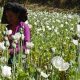 Opium Myanmar