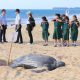 sea turtle phuket