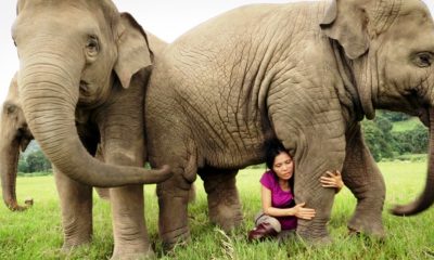 Elephant Camps