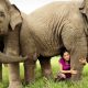Elephant Camps