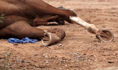 African Virus Kills 42 Racehorses