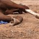 African Virus Kills 42 Racehorses
