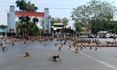 Monkeys, Thailand, Lopburi