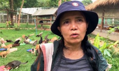 cats and dogs abandonded in Chiang Mai