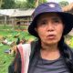 cats and dogs abandonded in Chiang Mai