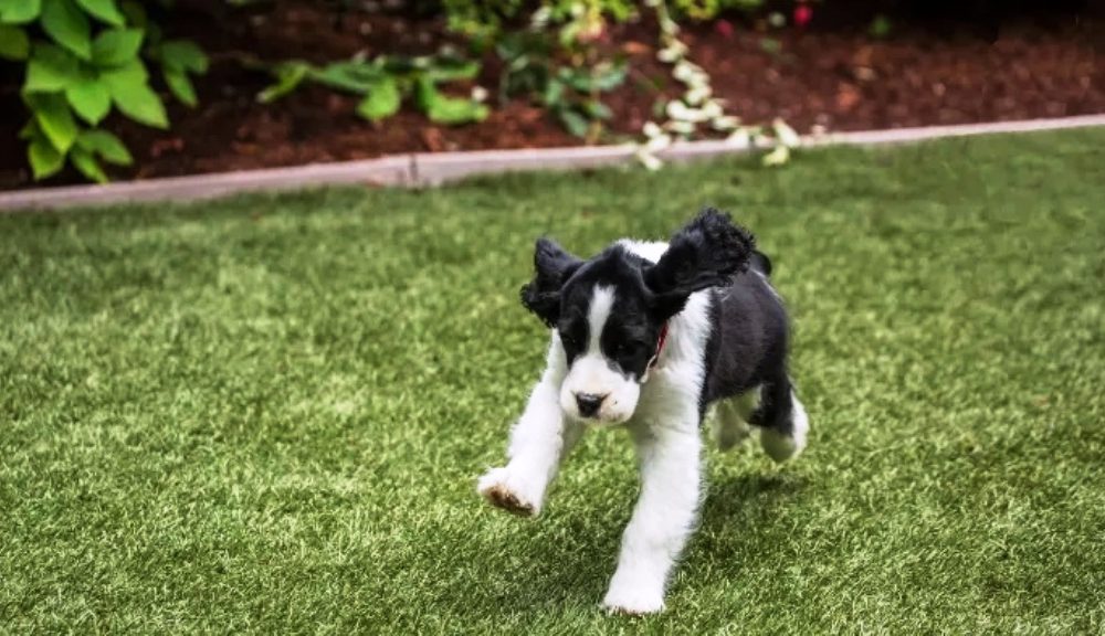 artificial grass near me