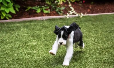 artificial grass near me