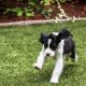 artificial grass near me