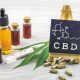 Everything You Should Know About CBD Cannabidiol and THC