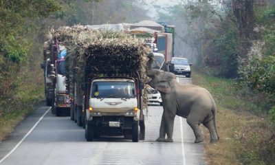 Thailand's Sugar Cane Farmers