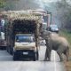 Thailand's Sugar Cane Farmers