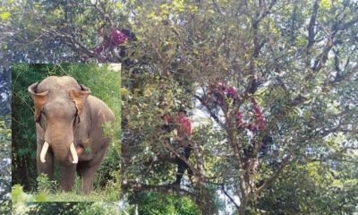 Wild Elephants northern Thailand