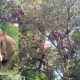 Wild Elephants northern Thailand