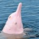 Rare pink dolphins come out to play