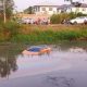 Lamborghini in swamp
