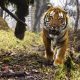 A wild tiger is believed to have killed a man