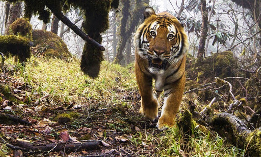 A wild tiger is believed to have killed a man