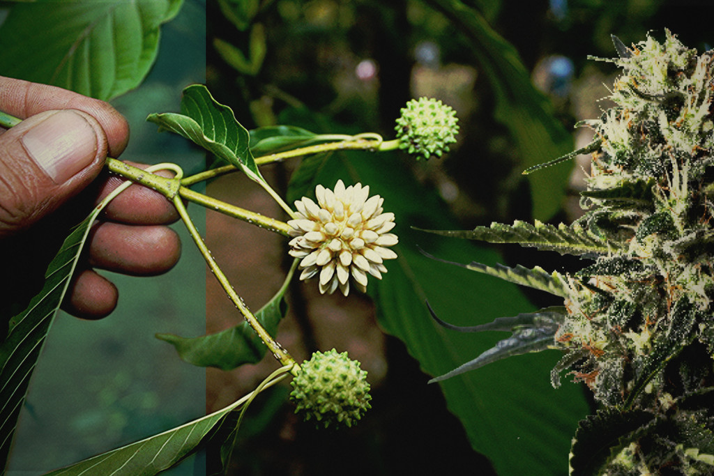 Thai Kratom