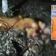 Village Headman Kills Renowned Monk Detained for Curfew Violation