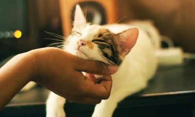 6 Amazing Tips for the First-Time Cat Owner
