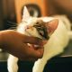 6 Amazing Tips for the First-Time Cat Owner