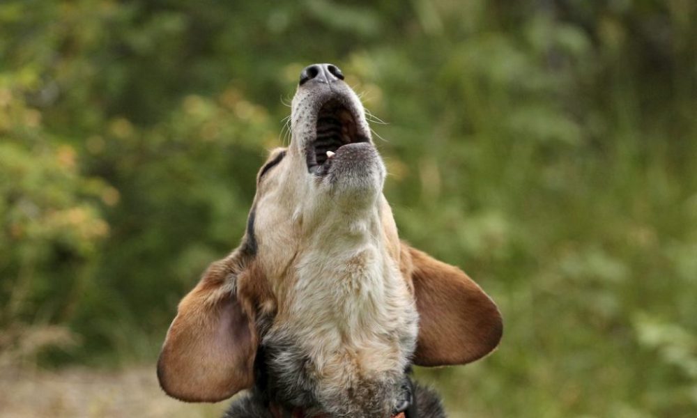 Dog Howeling, Pets, behaviour