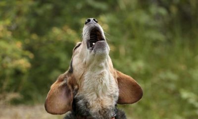 Dog Howeling, Pets, behaviour
