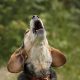 Dog Howeling, Pets, behaviour